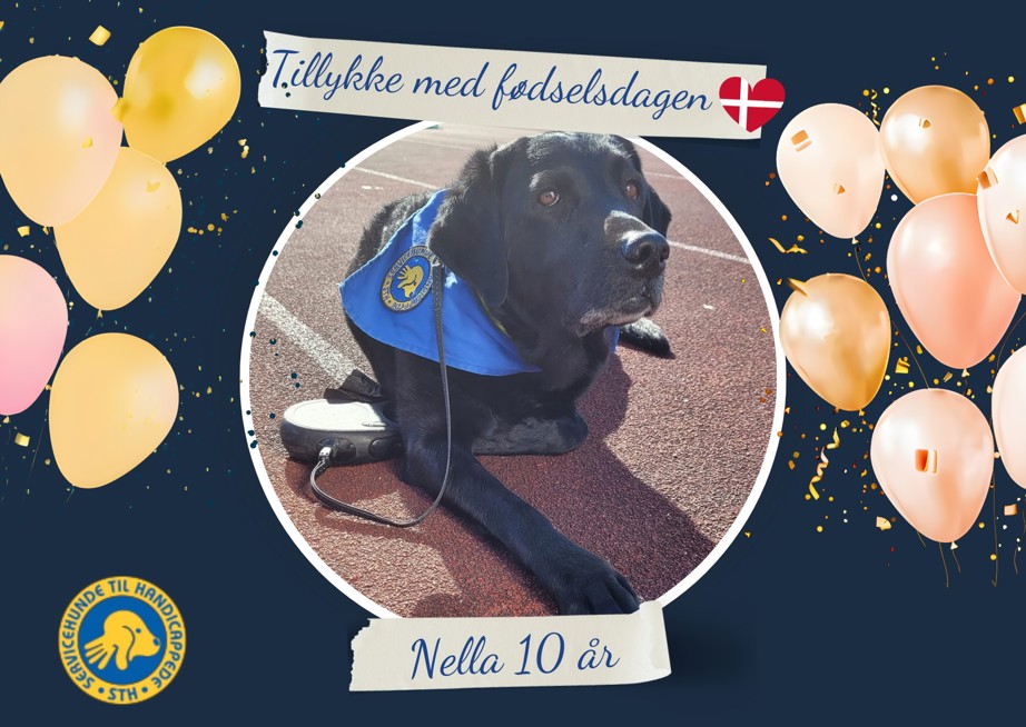 Servicehund Nella 10 år gammel