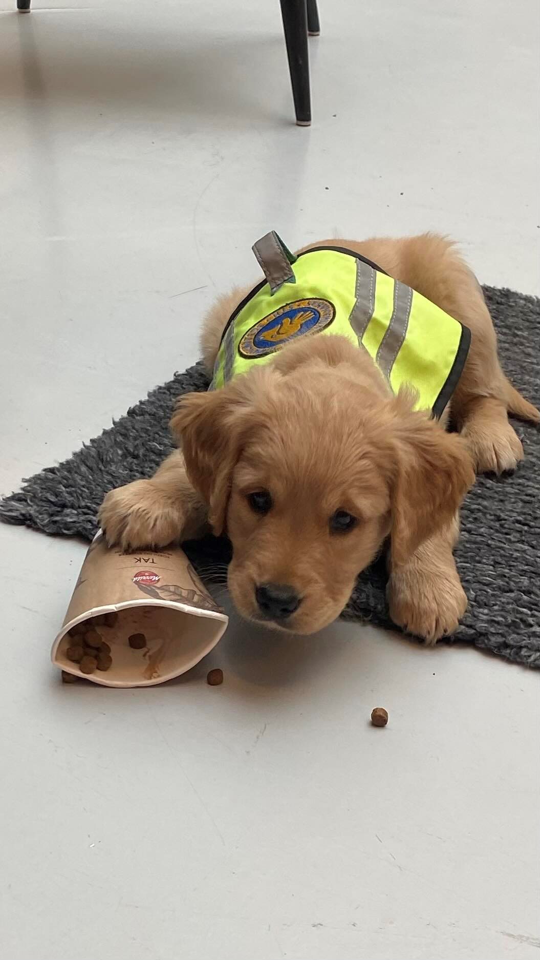 Hvalpeaspirant Dexter i træning og spiser godbidder