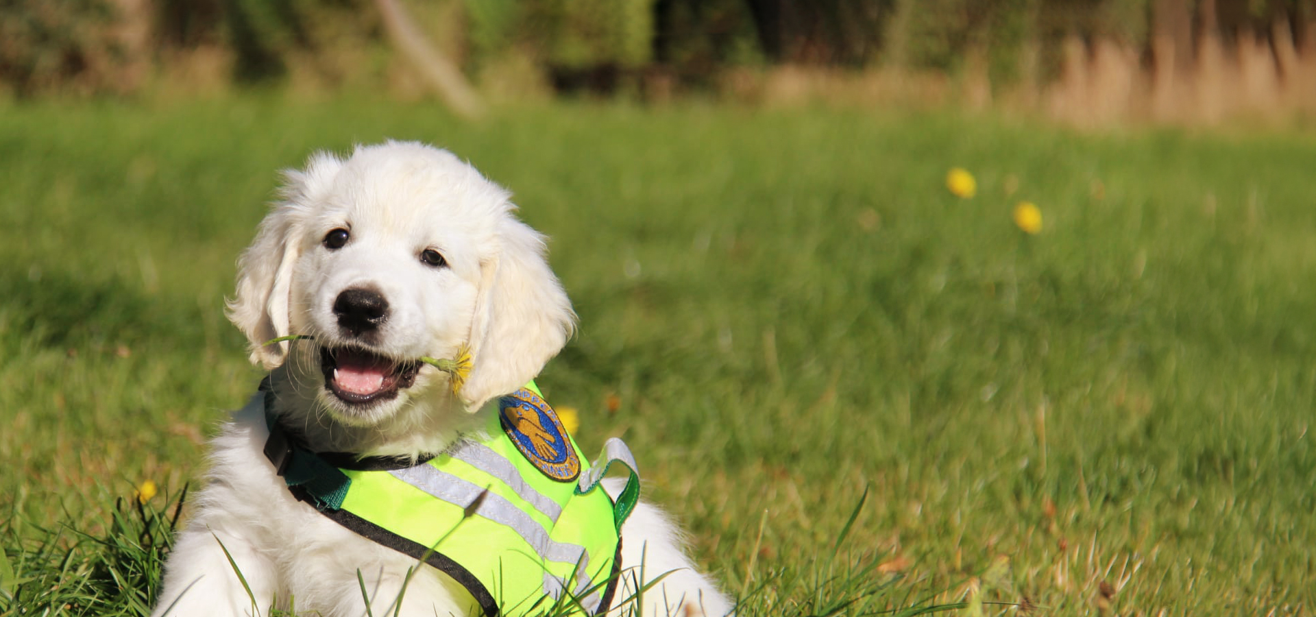 Hvalpeaspirant Bowie Med Blomst I Munden