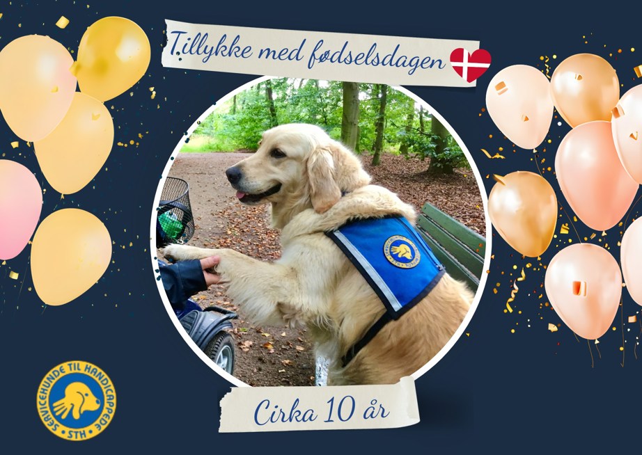 Servicehund Cirka 10 år gammel