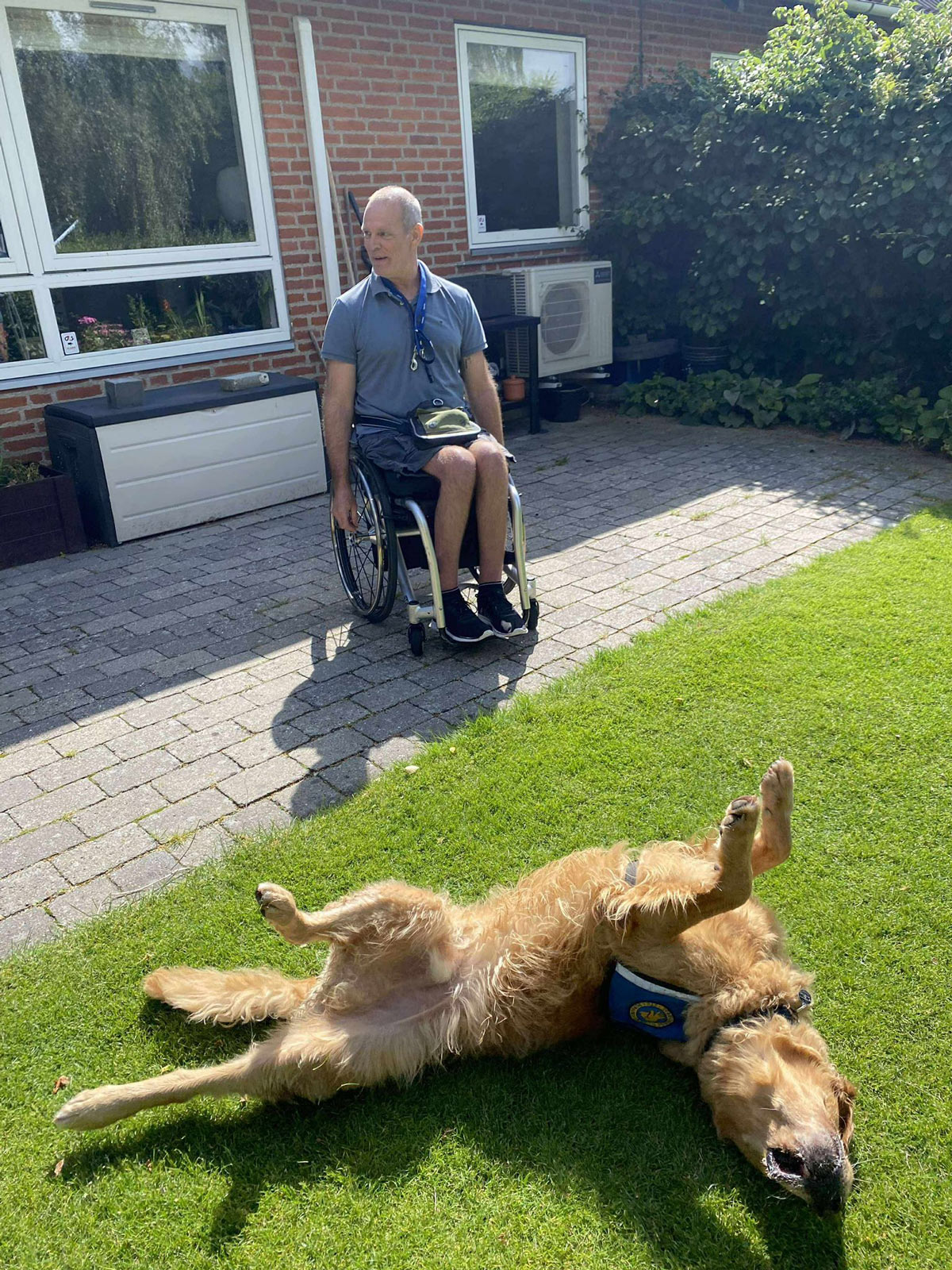 Servicehunden Acer ligger på ryggen og bruger thomas i haven