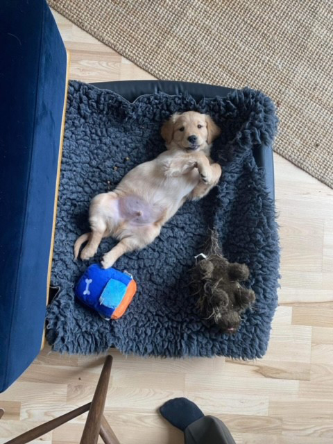 Hvalpeaspirant Dexter  ligger på ryggen i sin hundeseng og kigger op