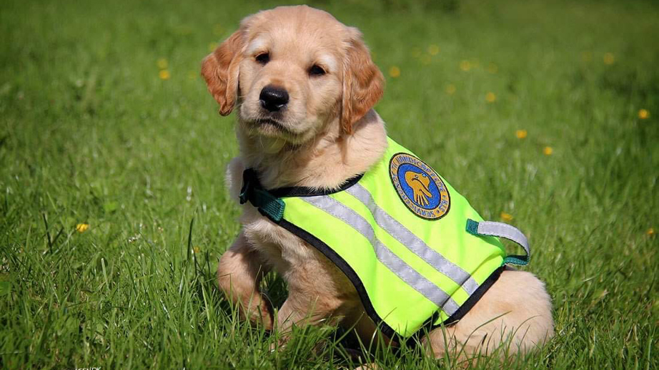 Hvalpeaspirant Echo der kigger 