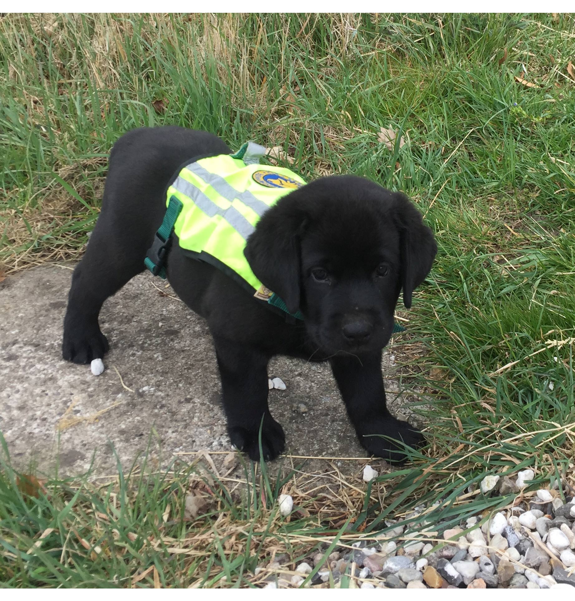 Hvalpeaspirant Sally