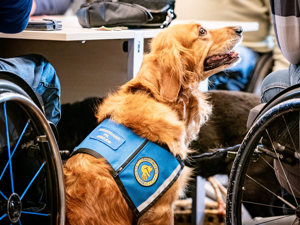 Servicehund til graduation som sidder ved siden af sin bruger og kigger op