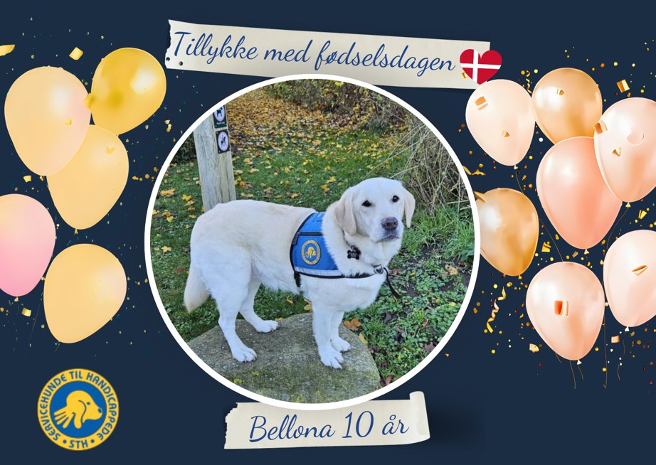 Servicehund Bellona 10 år gammel