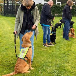 Servicehunden Enzo og andre socialhunde til træning
