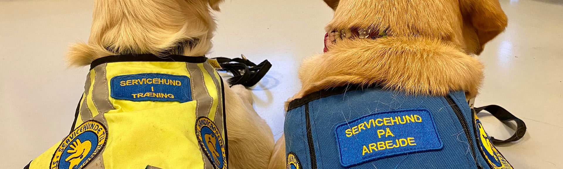 To servicehunde der ligger på gulvet med ryggen til og har ID veste på