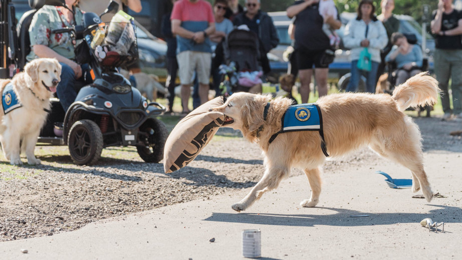 Servicehund med en pude i munden