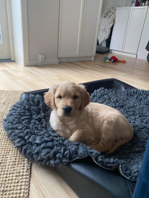 Hvalpeaspirant Dexter ligger i sin hundeseng