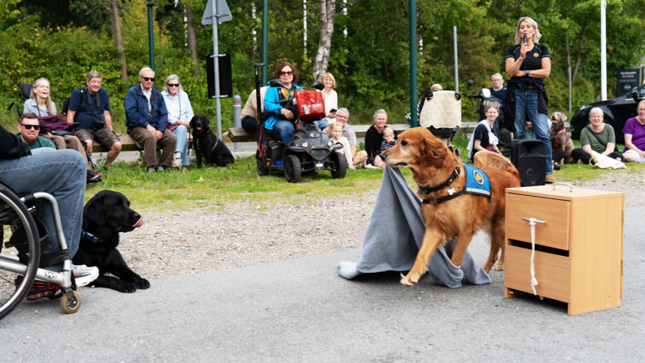 Servicehund der går med et tæppe i munden