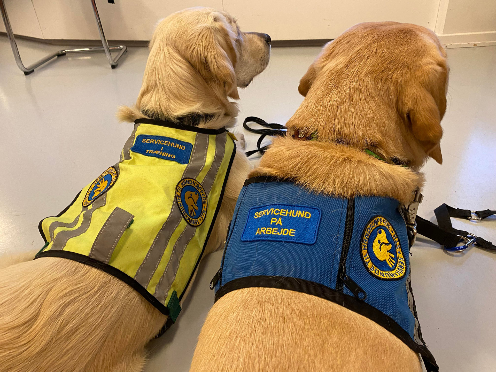 To servicehunde der ligger med ryggen til med deres ID veste på