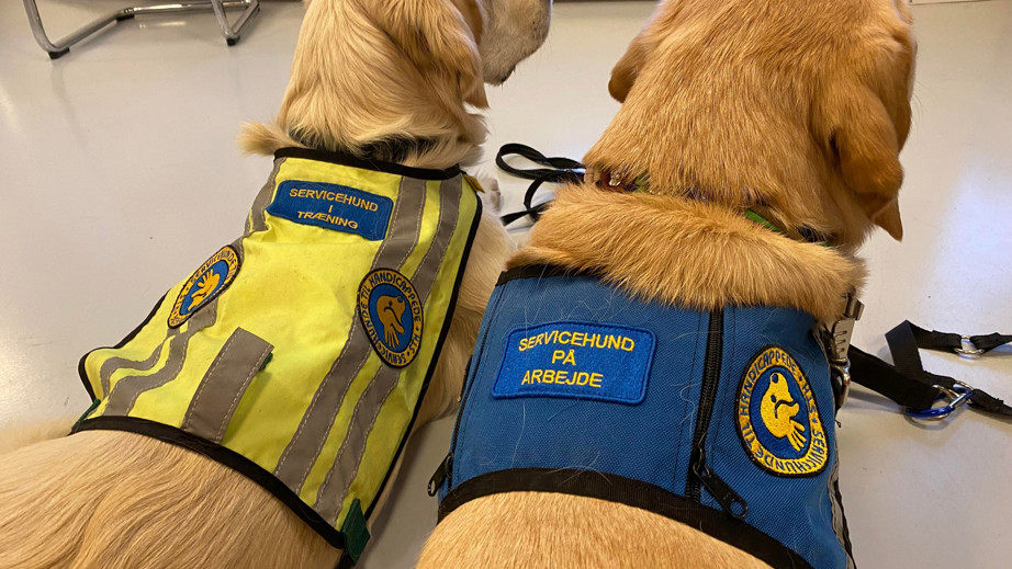 To servicehunde der ligger med ryggen til med deres ID veste på
