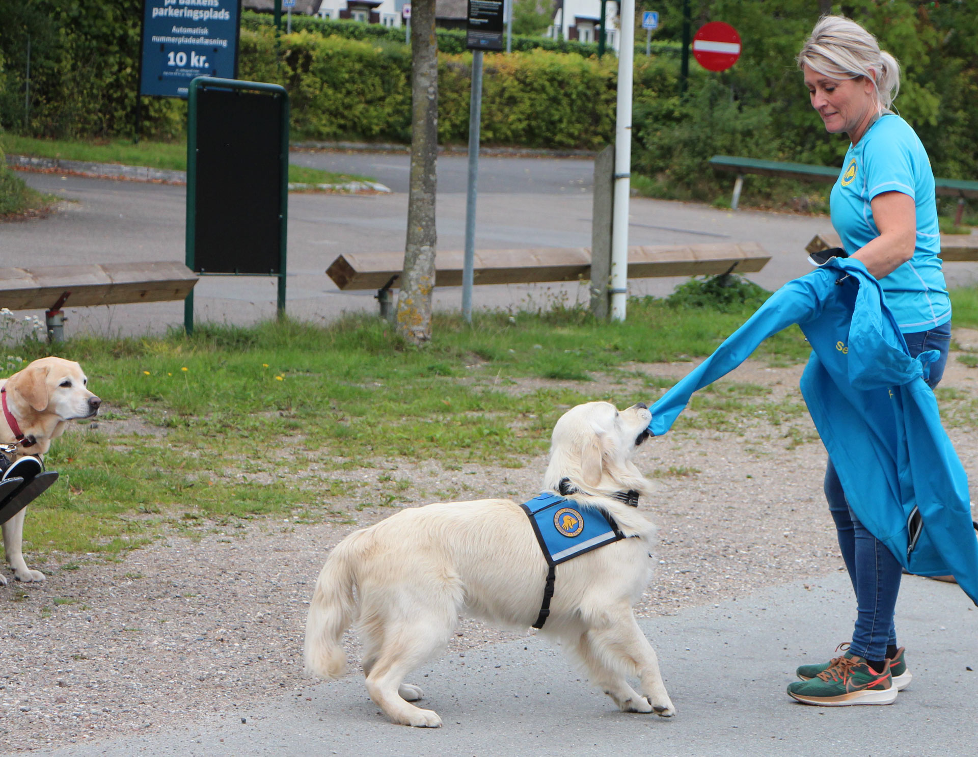 Træning af servicehund der hiver en trøje af en hundeinstruktør