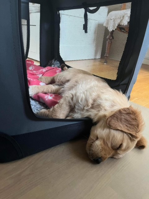 Hvalpeaspirant Daisy Ii ligger og sover