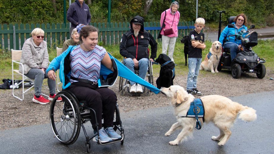 Servicehund til hundetræning med bruger der får hjælp til at tage trøjen af