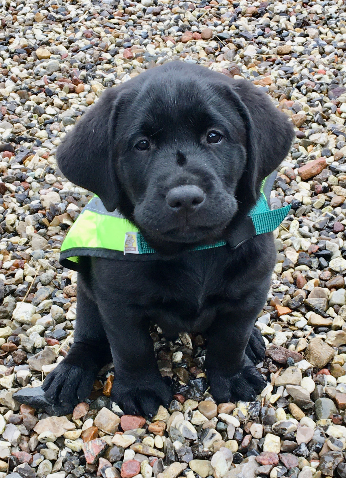 Hvalpeaspirant Sorba