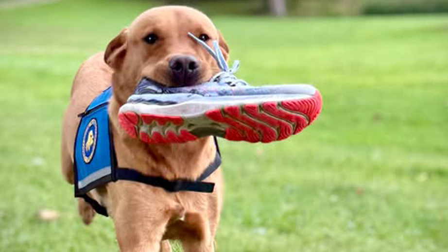 Servicehund Oskar der løber med en sko i munden