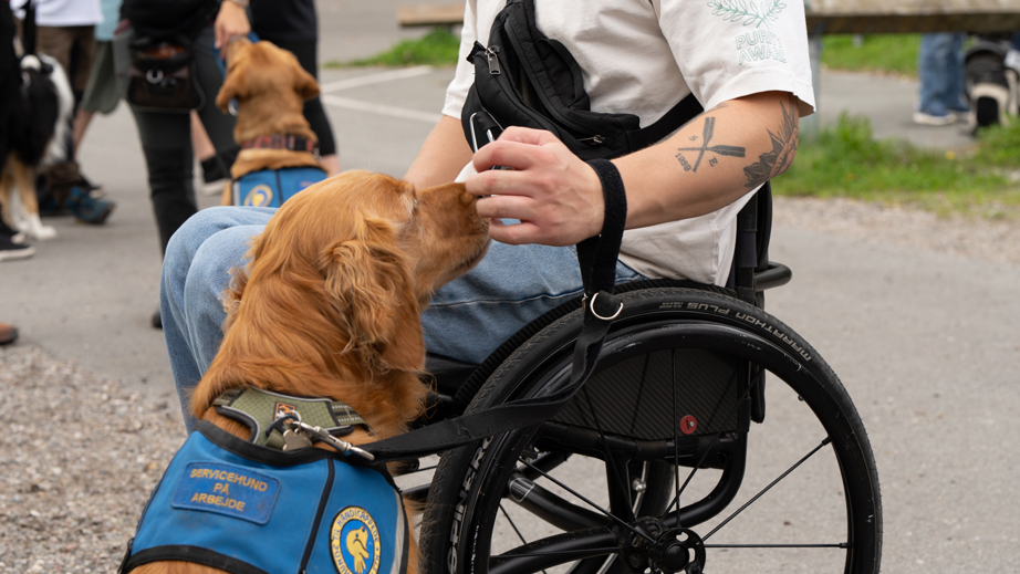 Bruger der sidder i kørestol og kigger på en servicehund der snuser til brugerens hånd