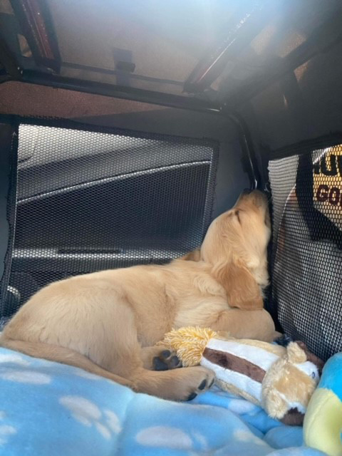 Hvalpeaspirant Dexter ligger og sover i en hundekasse i en bil