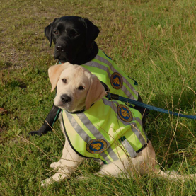 To søde hvalpeaspiranter med ID veste på udenfor