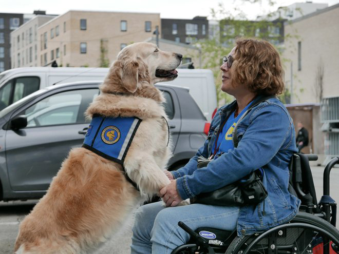 Servicehund står med to poter oppe ved en brugers knæ og kigger på hinanden