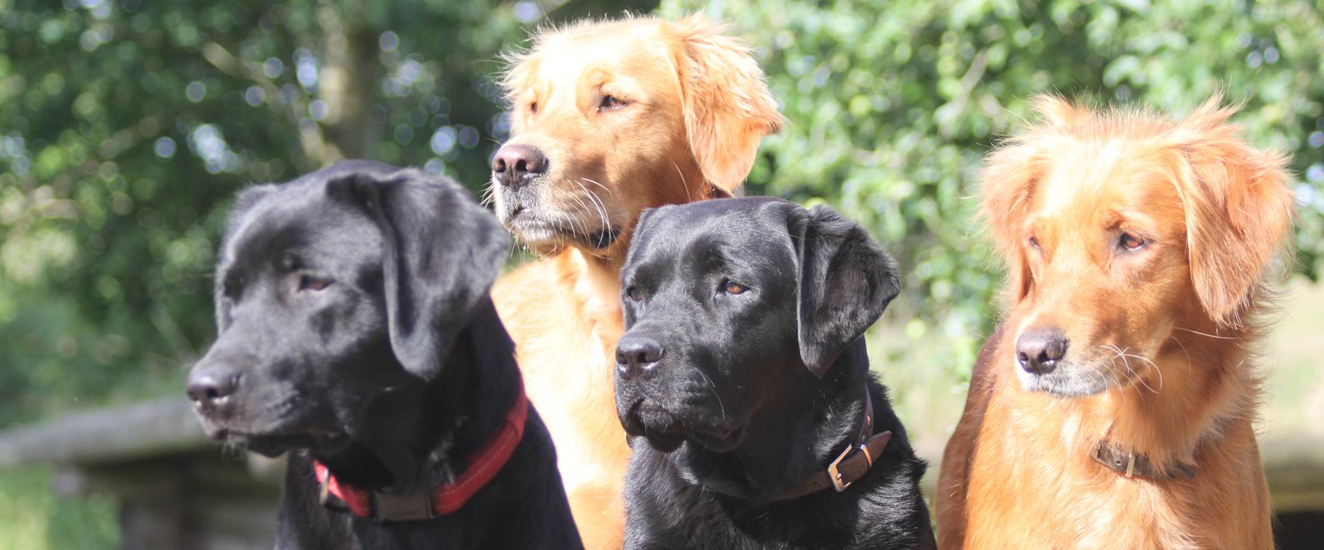 Billede af Sorte Hunde