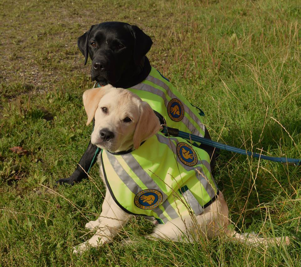 To hvalpeaspiranter der sidder ved siden af hinanden udenfor