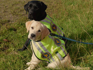 To hvalpeaspiranter der sidder ved siden af hinanden udenfor