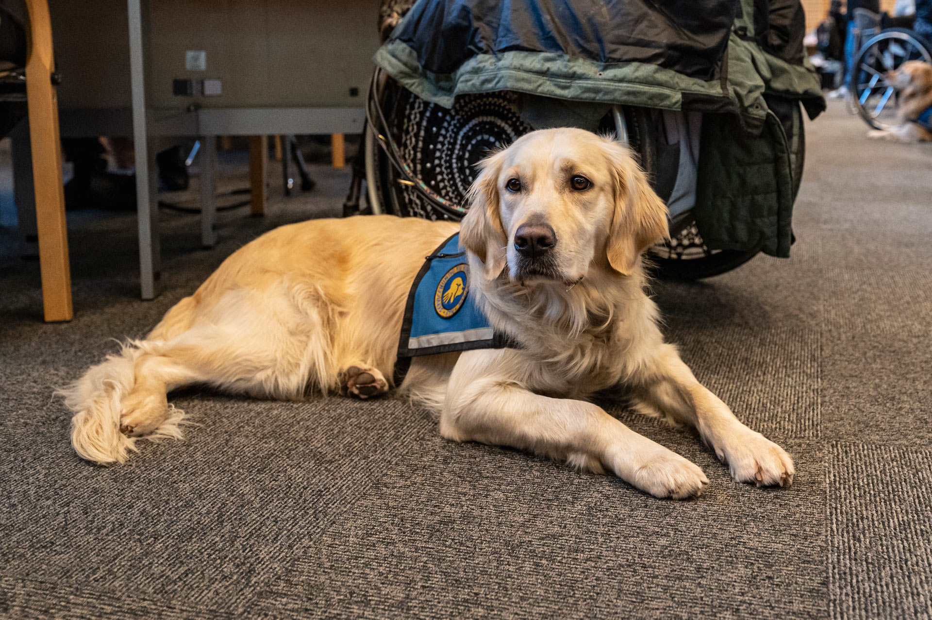 Lys servicehund der ligger på gulvet til graduation