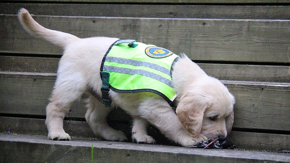 Hvalpeaspirant Axel leger med nøgler