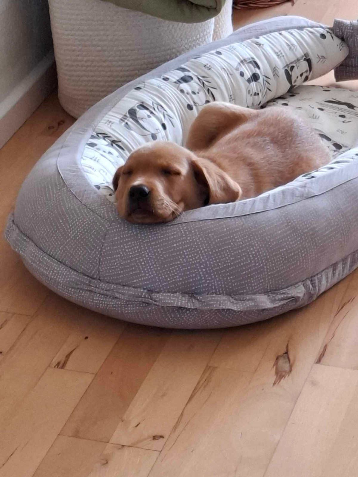 Hvalpeaspirant Uno ligger i en babynest og sover