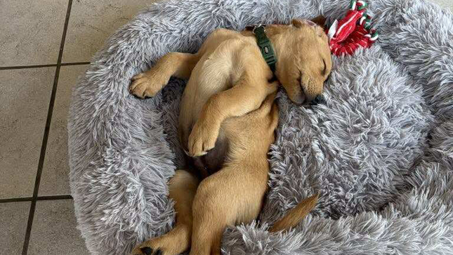 Hvalpeaspirant Echo ligger og sover i en blød hundeseng