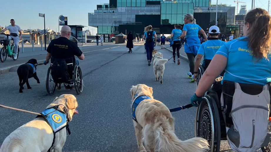 STH løber Royal Run med brugere og servicehunde