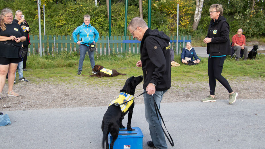 Servicehund til hundetræning der venter på at få en godbid
