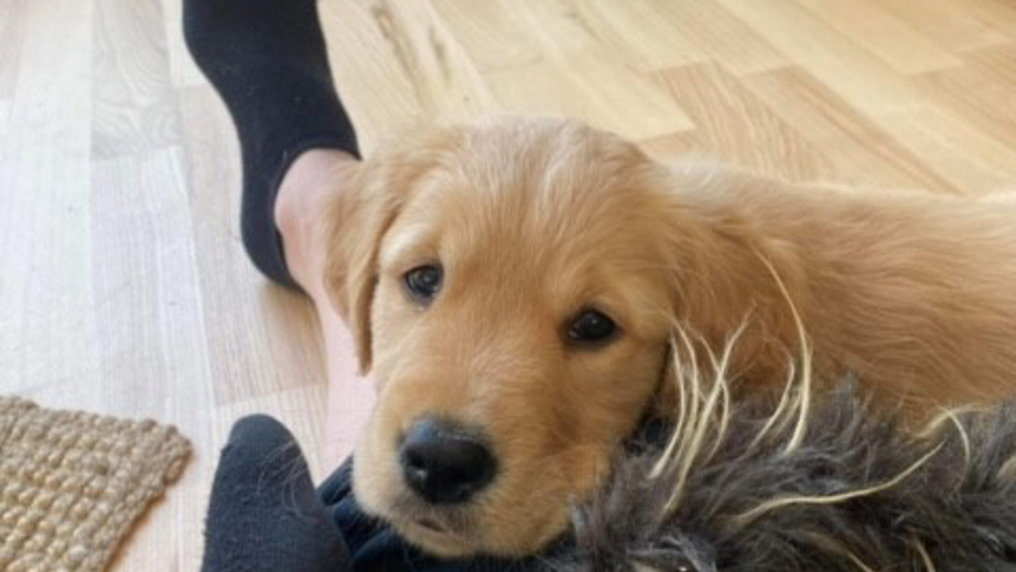 Hvalpeaspirant Dexter ligger ved benene hos sin hvalpevært