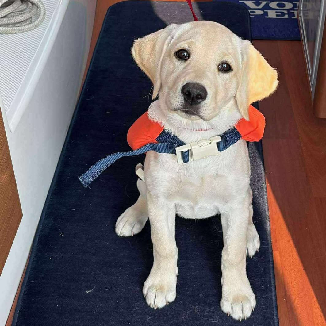 Hvalpeaspirant Enya  med en redningsvest på og sidder på en båd