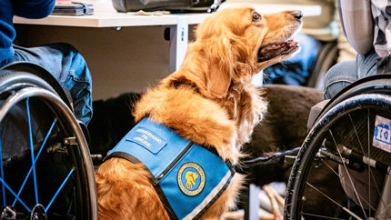 En servicehund der står og kigger op på dens bruger