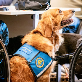 En servicehund der står og kigger op på dens bruger