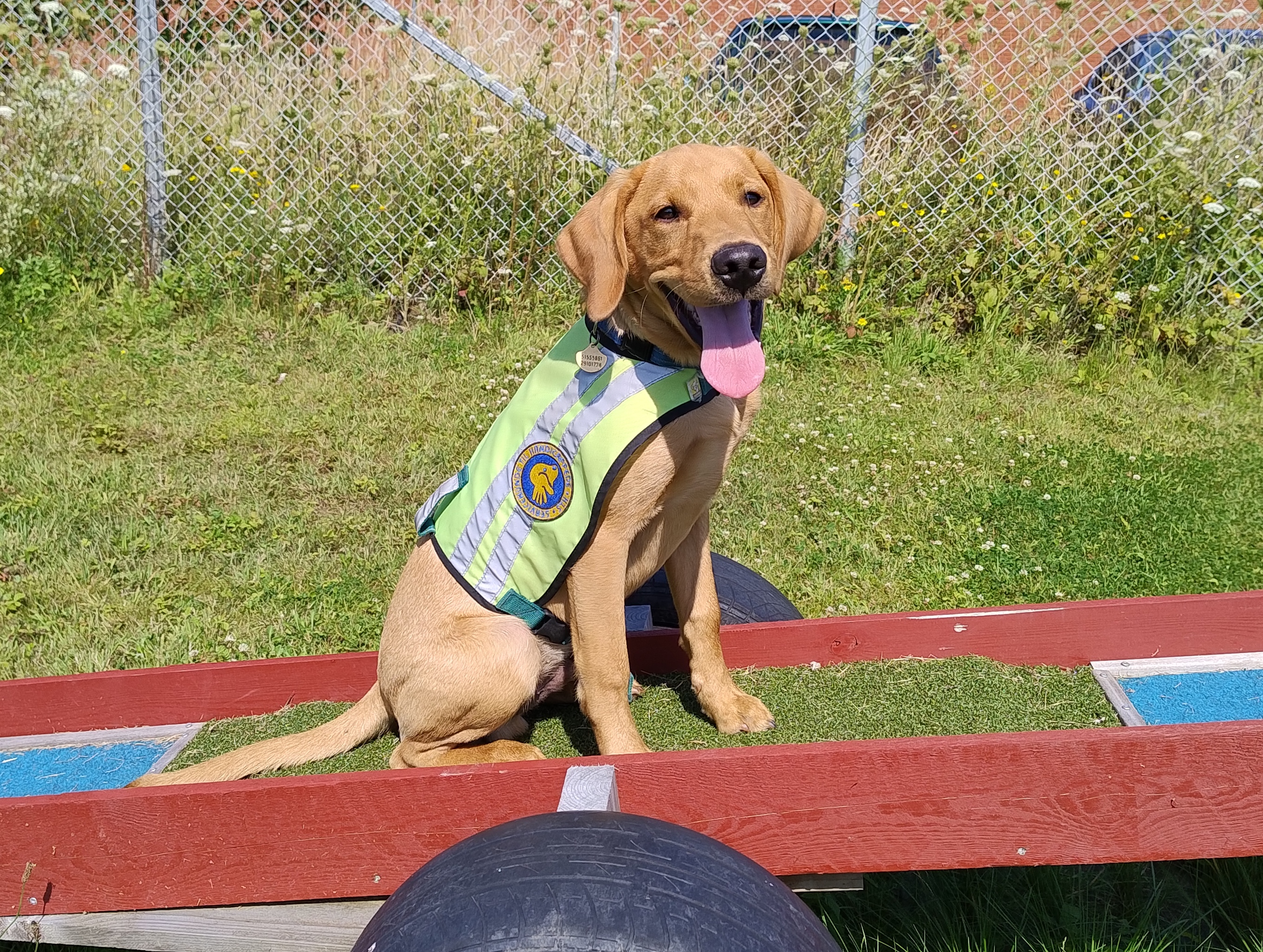 Servicehundeaspirant Ralle 