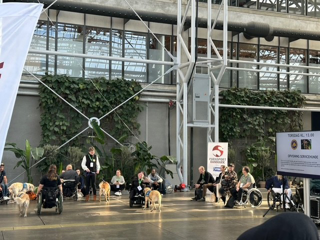 Opvisning med servicehunde for besøgende