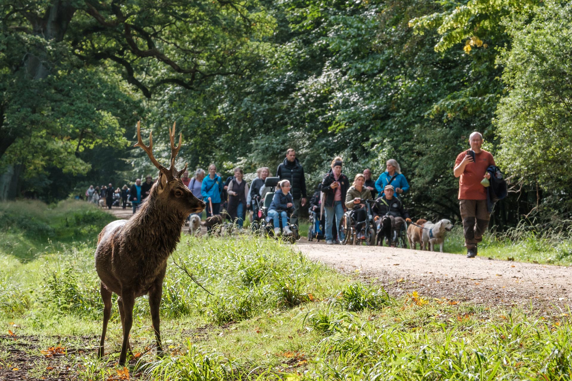 Alle til Dog A Thon på tur i skoven, hvor der står et rensdyr