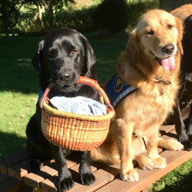 Servicehunde på arbejde hvor en af dem har en kurv i munden