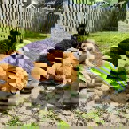 Hvalpeaspirant Axel og Teas hund Ozzy