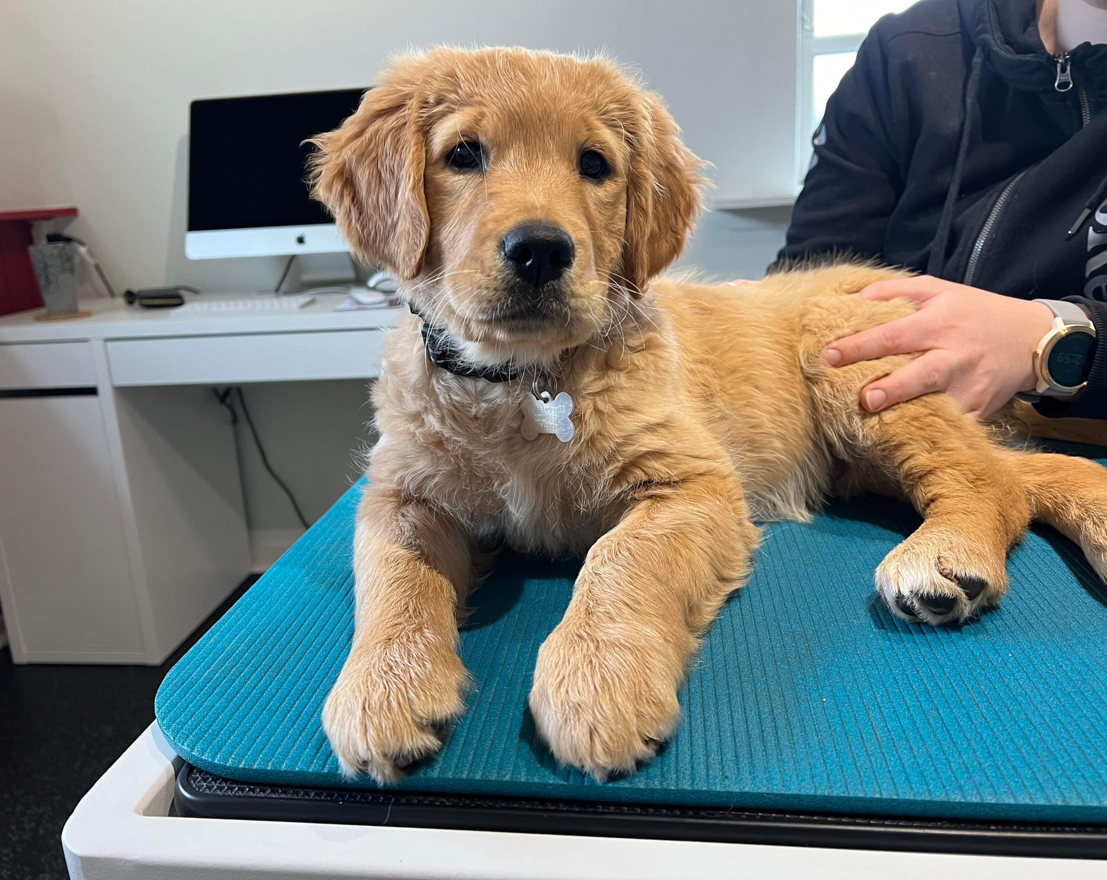 Daisy April 2024 Dyrlægen