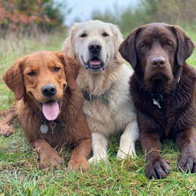 Tre servicehunde der ligger ved siden af hinanden i naturen