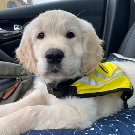 Hvalpeaspirant der ligger i en bil og kigger