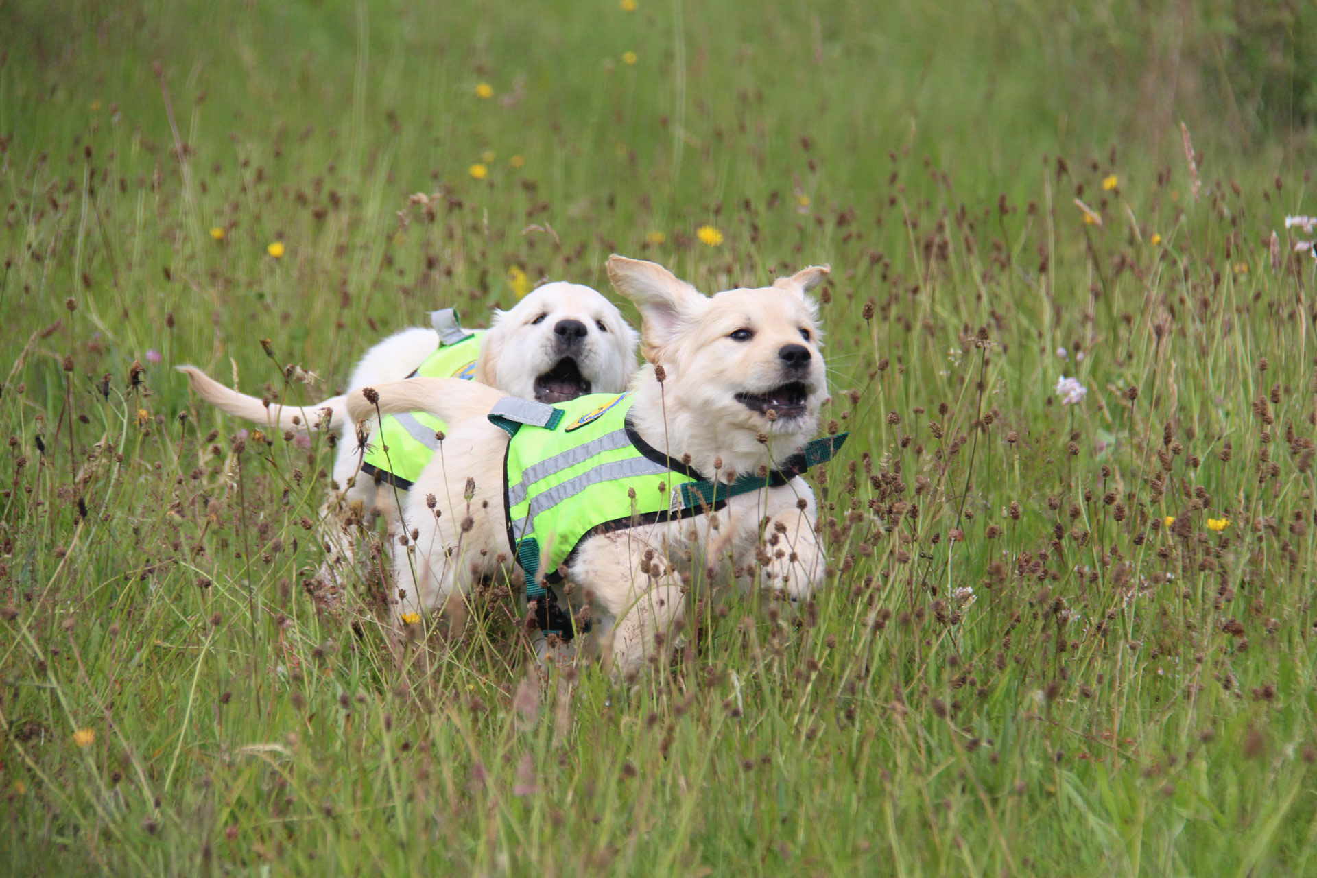 Hvalpeaspirant Inger og Mc Kinney der leger sammen