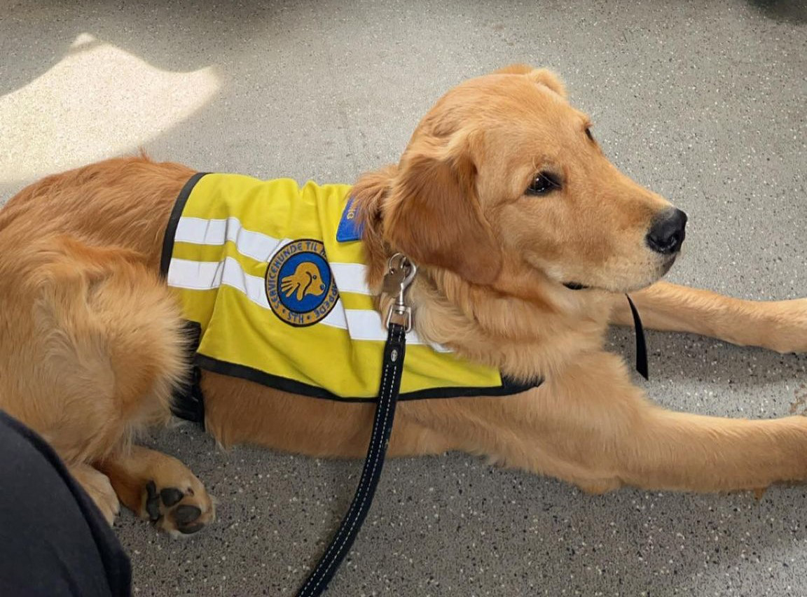 Servicehunden Daisy på tur i et tog