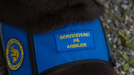 ID vest til servicehunde der er på arbejde